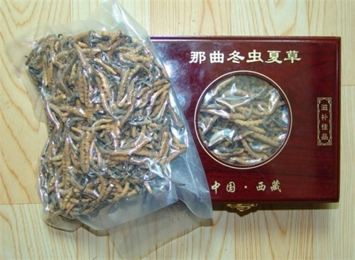 荔湾冬虫夏草回收商家地址,目前回收虫草多少钱一克