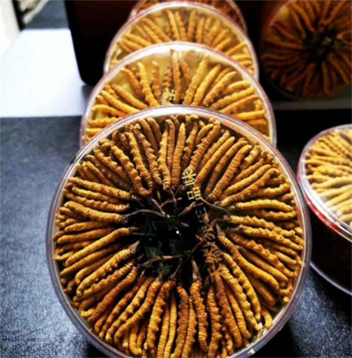 广州虫草回收