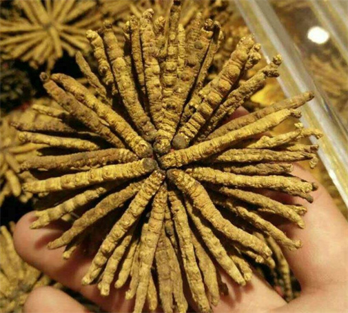 番禺冬虫夏草回收24小时免费上门