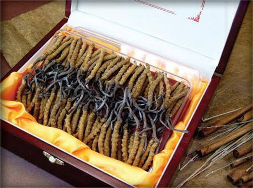花都虫草回收哪个产地的价格高