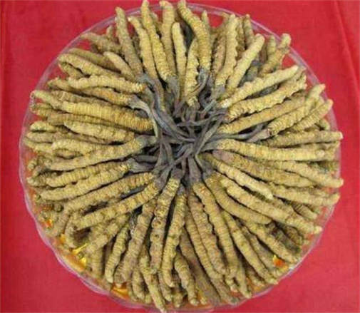 越秀发霉虫草回收市场价格