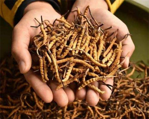 越秀发霉虫草回收市场价格