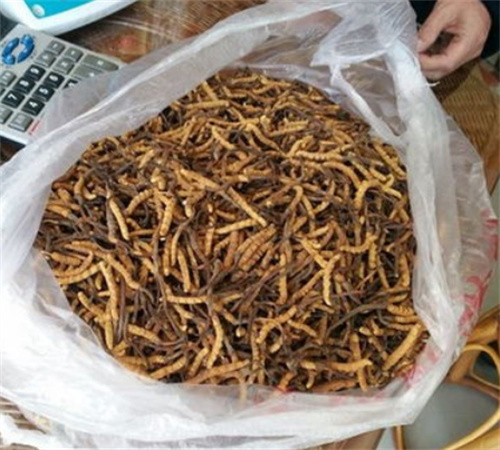 海珠虫草回收市场价格行情