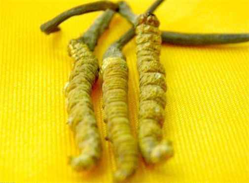 天河断条虫草回收商家电话