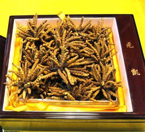 南沙正宗虫草回收什么价位