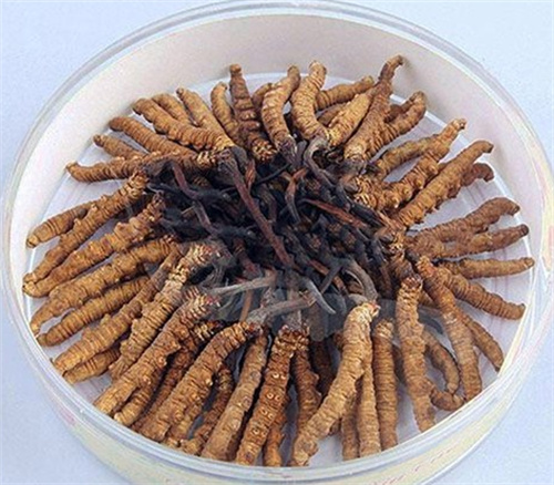番禺回收冬虫夏草和普通虫草的区别