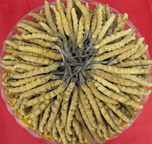 冬虫夏草的功效和历史由来