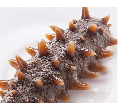 海参的历史和药用价值