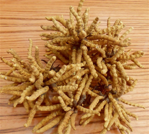 冬虫夏草采挖方法 虫草的历史文化