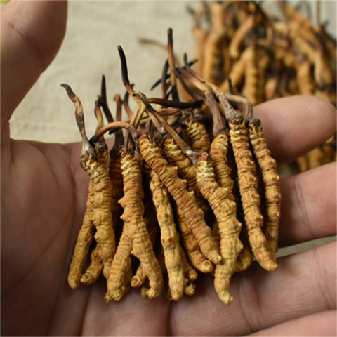 白云哪里有回收冬虫夏草的商家