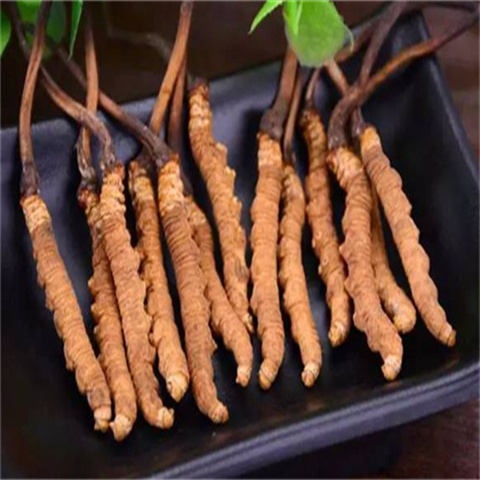 白云冬虫夏草回收价格一览表