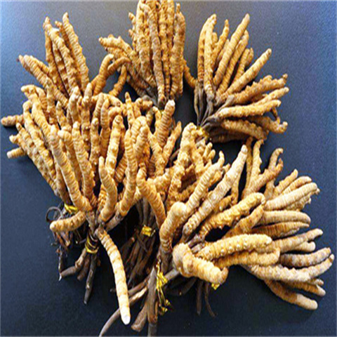 番禺回收冬虫夏草 干草与鲜草的区别