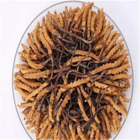 天河冬虫夏草回收价格简介