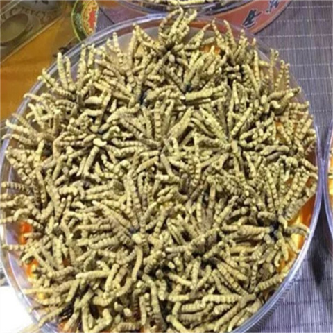 天河散装冬虫夏草回收价格多少