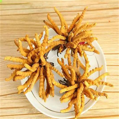天河回收冬虫夏草 冬虫夏草应该如何挑选