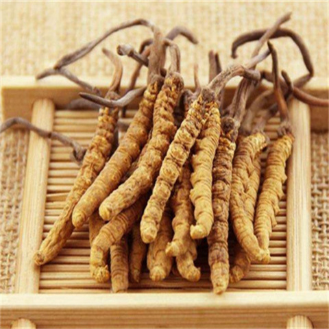 增城回收冬虫夏草以及虫草的药理作用